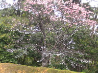 2008,2,4~7okinawa 038.jpg