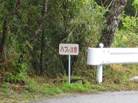 2008,2,4~7okinawa 043.jpg