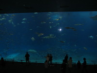 2008,2,4~7okinawa 056.jpg