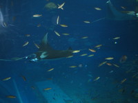 2008,2,4~7okinawa 061.jpg