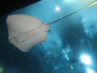 2008,2,4~7okinawa 063.jpg