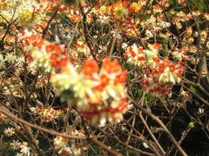 IMG_0001.jpg