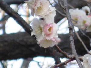 IMG_0036.JPG